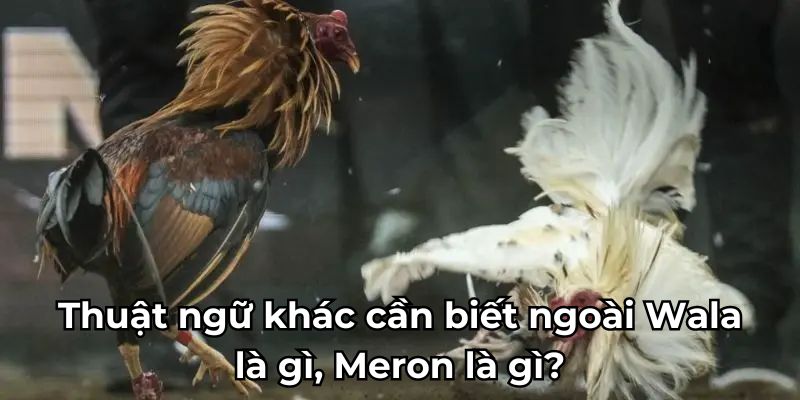 Thuật ngữ khác cần biết ngoài Wala là gì, Meron là gì?